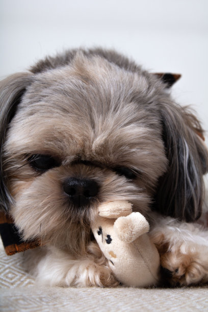 一只狗叼着一个小玩具的照片图片下载