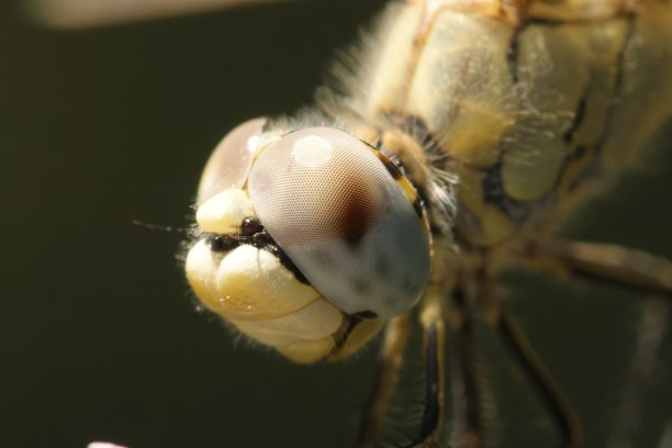 蜻蜓的肖像图片下载