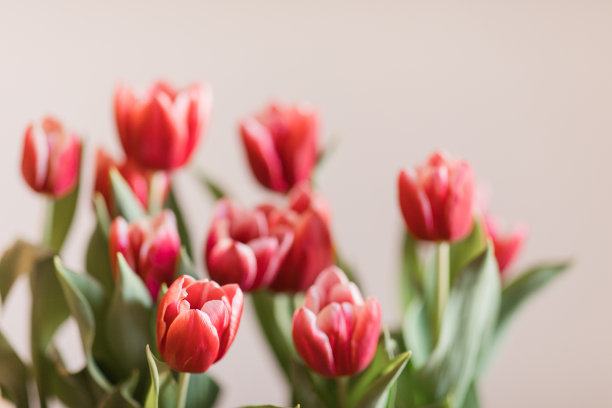 明亮的热粉色郁金香花盛开与郁郁葱葱的绿色茎和叶在明亮的自然日光与中性米色背景与复制空间图片下载