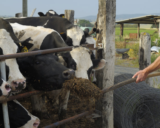 农夫在喂牛。图片下载