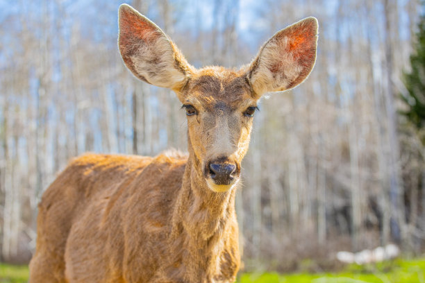 野地中的成年母鹿狩猎季节风景肖像图片下载
