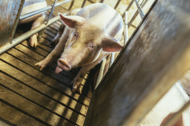 一头大型商业种猪的肥猪正看着摄像机。图片下载