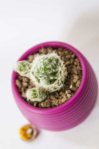 紫色花盆里的仙人掌图片下载