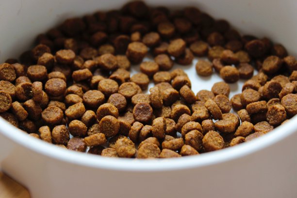 狗粮的特写。图片下载