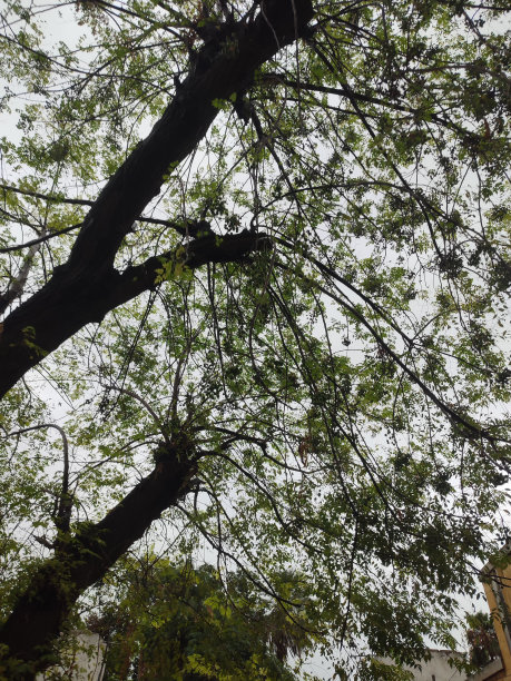 大树冠下的低角度视图图片下载