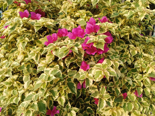 红色的花图片下载