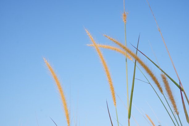 草、花、稻、杂草、芦苇孤立在湛蓝的天空背景下图片下载