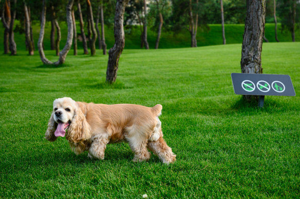 狗在公园里散步。背景中没有遛狗标志。图片下载