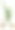 1897年秋番红花或秋秋秋毒植物图片下载