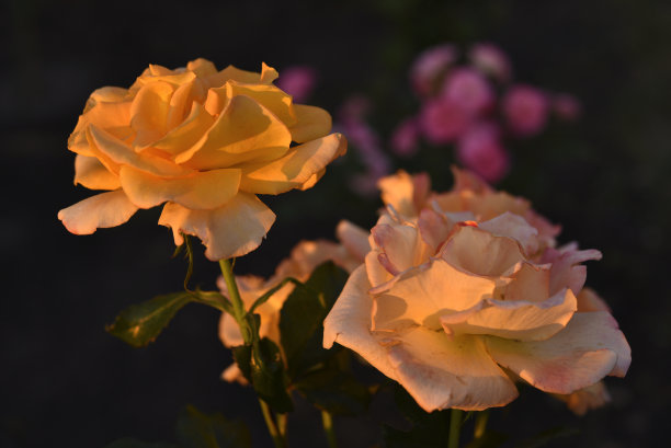 夕阳下乳白色的粉色玫瑰花。阳光下美丽的橘黄色花朵。图片下载
