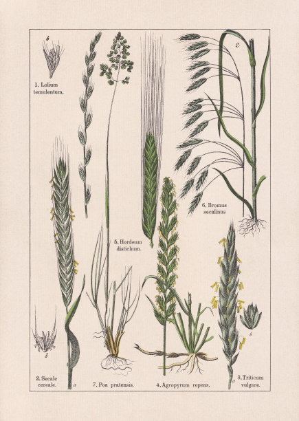 单子叶植物，草类，色版画，出版于1895年图片下载