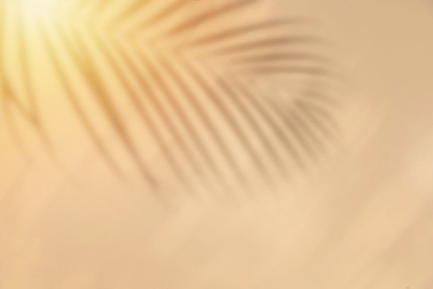 棕榈叶的影子在色彩的背景上随风摇曳图片下载