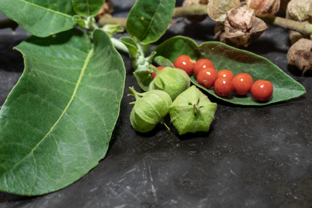 苦荞麦(Ashwagandha)植物的叶子和果实，为保健药材。图片下载