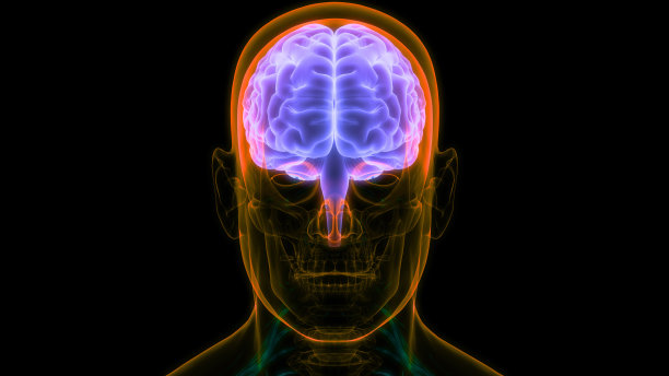 人类神经系统中枢器官脑解剖学图片下载