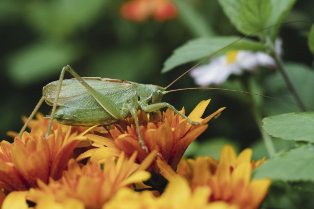 大蝗虫在花上。图片下载