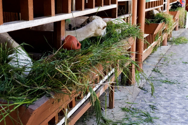 下午山羊在羊圈内进食的选择性焦点。图片下载