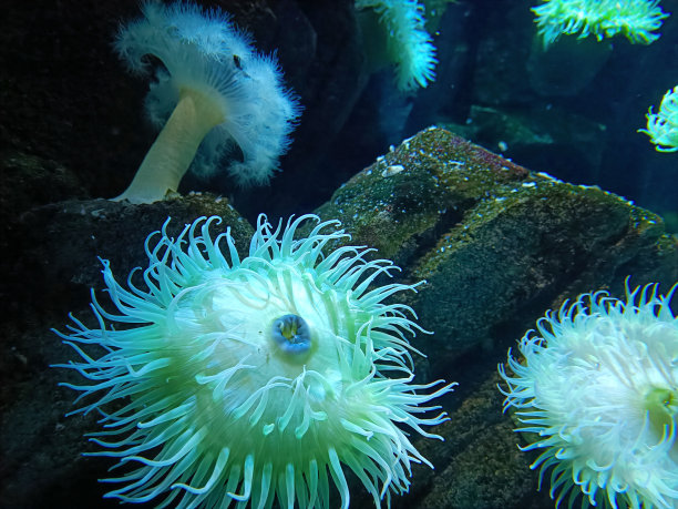 水族馆玻璃水箱里的海葵图片下载