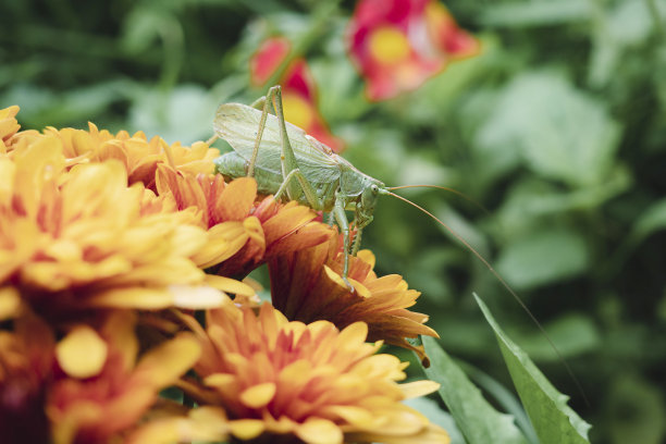 大蝗虫在花上。图片下载