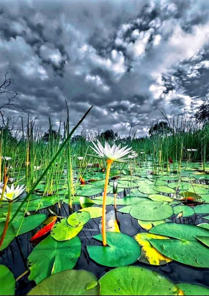 百合荷花，睡莲花，绕着晴朗的天空图片下载