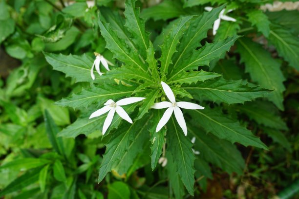 印度尼西亚村庄的库存照片图片下载