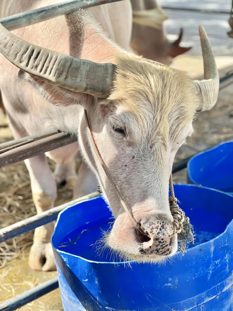 一只长着角的牛从一个蓝色的桶里吃东西的照片，有一头牛正在从一个蓝色的桶里吃东西。图片下载