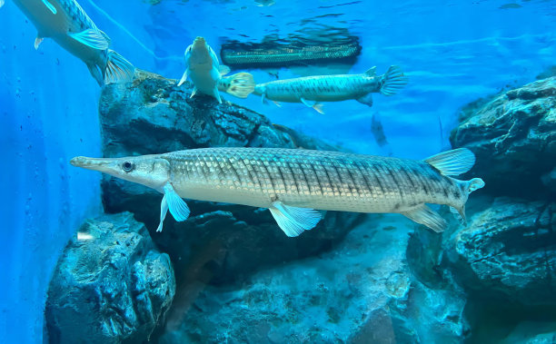 一条鱼在一个有岩石的水箱里游泳的照片，有许多鱼在岩石附近的水里游泳。图片下载