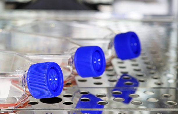 实验室中用于细胞培养的乳脂瓶。文本空间图片下载