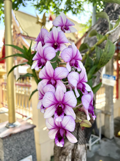 一张桌子上花瓶里的紫色花的照片，外面桌子上花瓶里的紫色花。图片下载