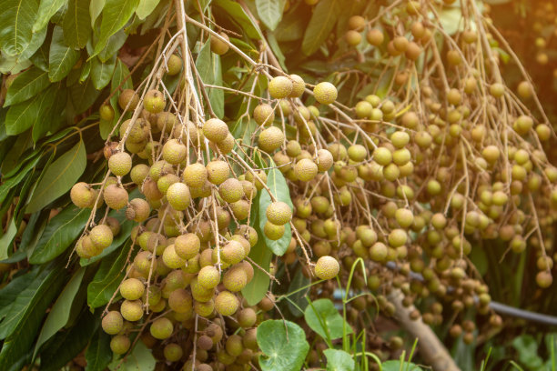 桂圆果实挂在树上，准备在花园里吃图片下载