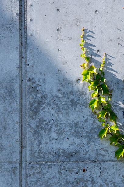 常春藤长在灰色混凝土外墙上图片下载