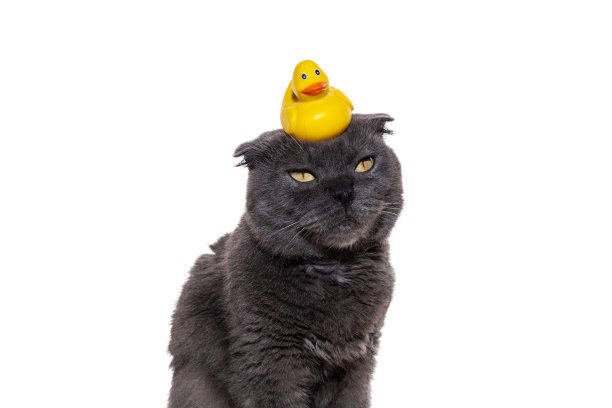 头上有一只黄色浴鸭的猫。可爱的灰色毛茸茸的猫坐在白色的背景上。鸭子在猫的头上。图片下载