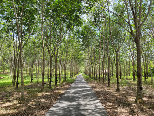 橡胶园景观。图片下载