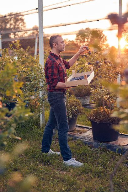 农场主在农场里拿着新鲜蓝莓。图片下载