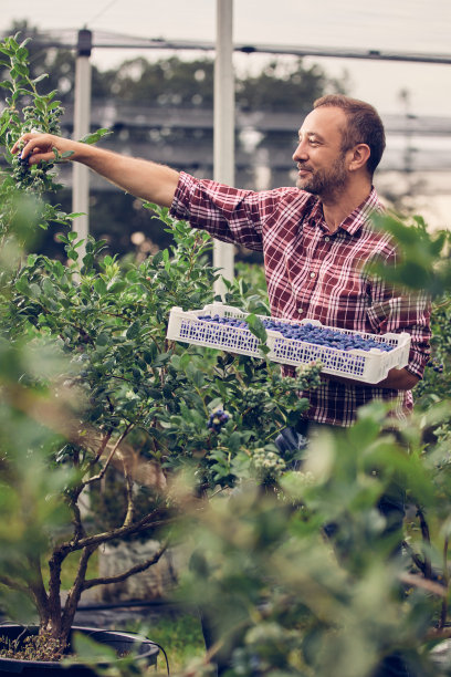 农场主在农场里拿着新鲜蓝莓。图片下载