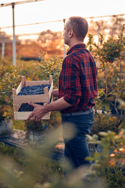农场主在农场里拿着新鲜蓝莓。图片下载