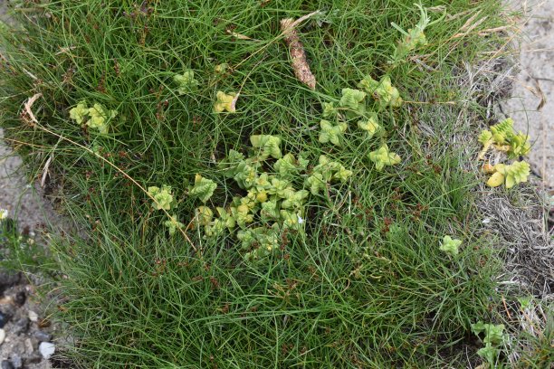 可食用的海沙草生长在草地上-自给自足-可持续的生活方式。图片下载
