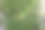 可食用的海沙草生长在草地上-自给自足-可持续的生活方式。图片下载