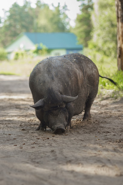 绿草地上的黑猪图片下载