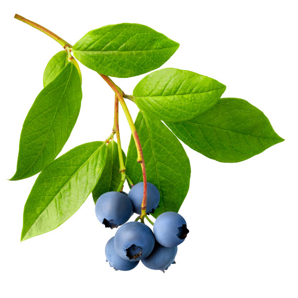 成熟的蓝莓挂在树枝上，孤立在白色上图片下载