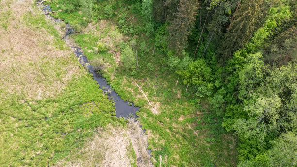 森林河上躺着枯树的原木图片下载