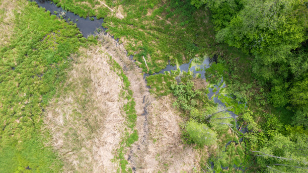 森林河上躺着枯树的原木图片下载