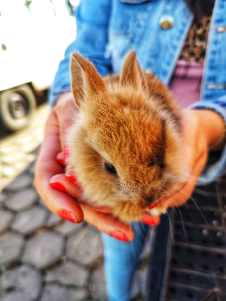 兔子,焦糖图片下载