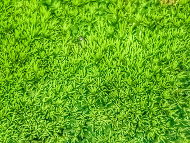 杂草生长。图片下载