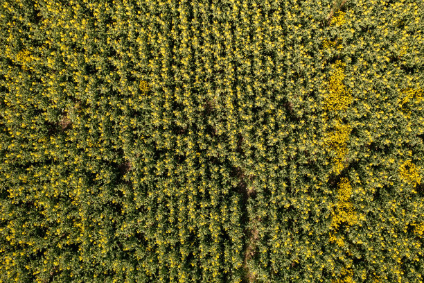 无人机拍摄的油菜籽农田图片下载