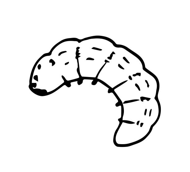 孤立在白色背景上的毛虫。昆虫、蝴蝶蛹、幼虫。简单的黑色轮廓矢量绘图。用墨水写生。自然和动物。图片下载