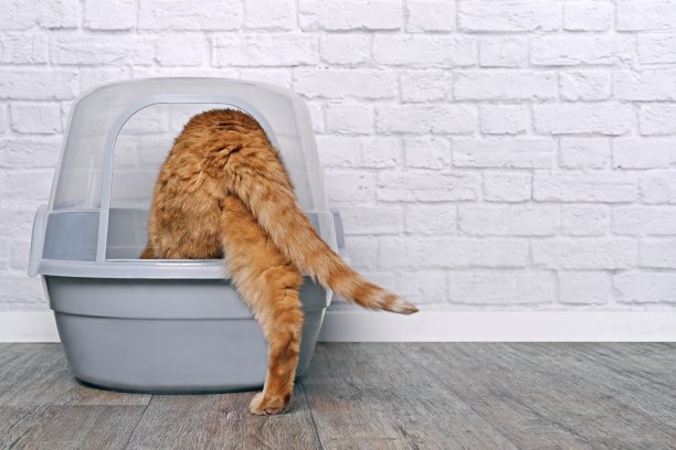 有趣的红猫走进一个封闭的猫砂盒。带有复制空间的水平图像。图片下载