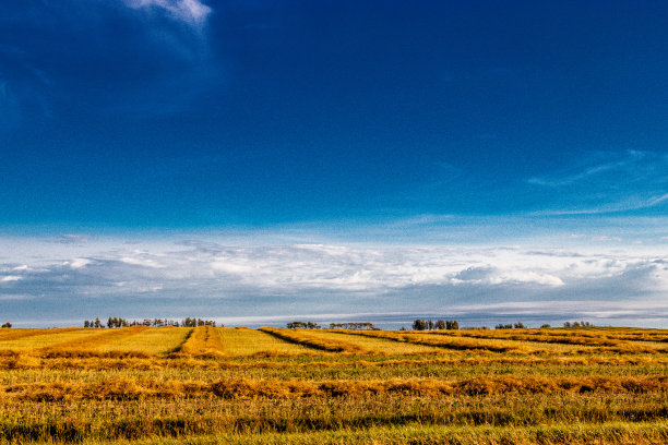新割的麦田。加拿大阿尔伯塔省洛基维尤县图片下载
