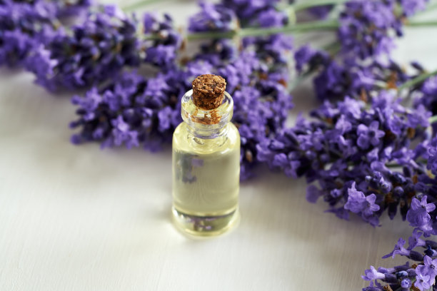 一瓶精油和盛开的薰衣草小枝图片下载