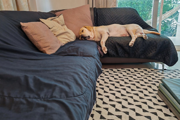 可爱的拉布拉多猎犬在沙发上睡觉的照片图片下载