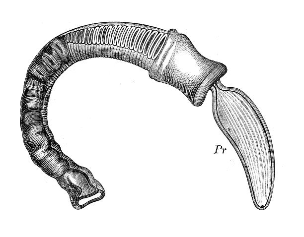 古代生物动物学图像:鳍舌龙图片下载